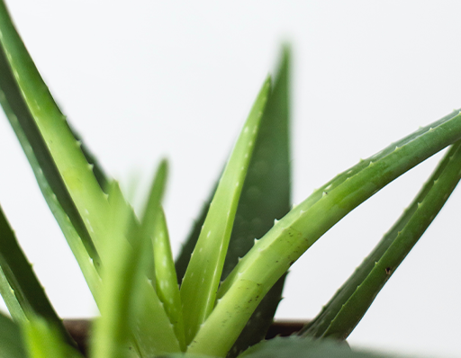 Aloe plant