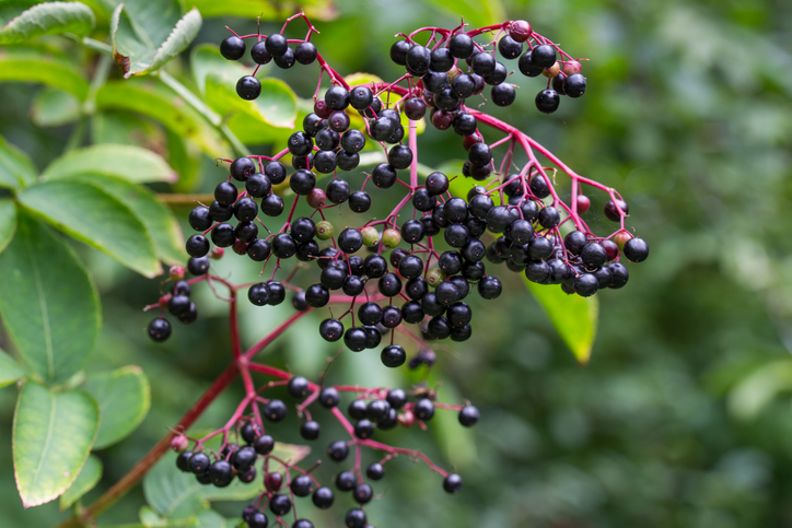 Elderberry