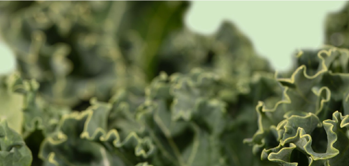 A close-up of sevaral kale leaves