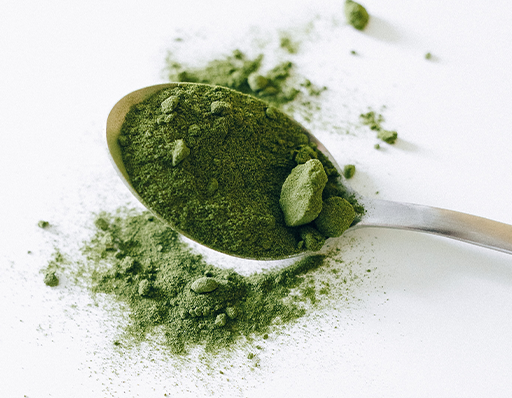 Moringa powder on a spoon