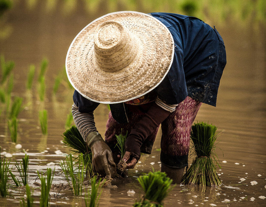 Person harvesting rice crops